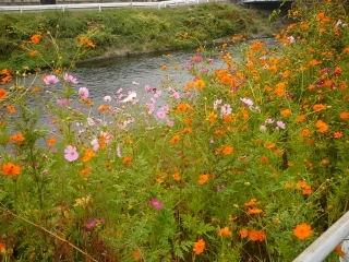 花3