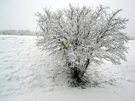 雪