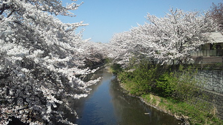恩田川の桜2