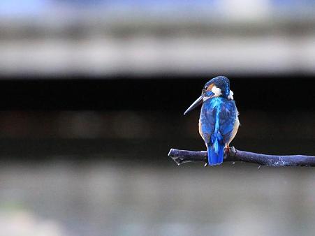 ﾓﾉﾄｰﾝにﾌﾞﾙｰ