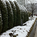 Photos: 建国記念日は雪化粧