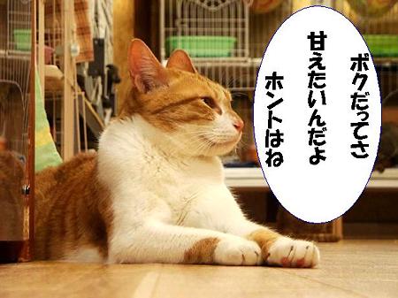 だってさ・・・by メイプル