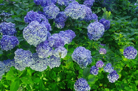 IMGP3754