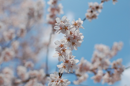 桜咲いたよ