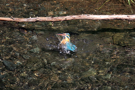 2012.05.11 和泉川 カワセミ 水浴び