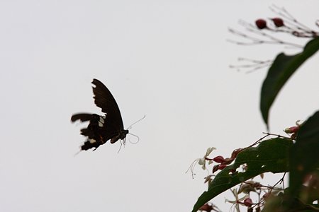 2009.08.23 和泉川 クサキにモンキアゲハ