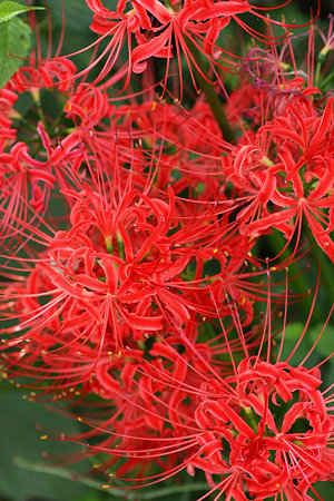 2009.09.23 和泉川 曼珠沙華