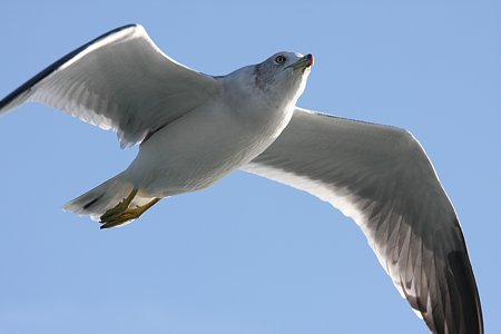 2009.10.11 駿河湾 ウミネコ 飛行