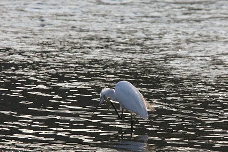 2009.10.31 鶴見川 コサギ 朝化粧