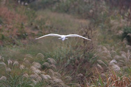 2009.11.01 和泉川 コサギ