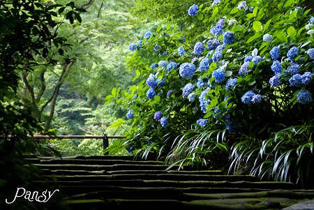 名残りの紫陽花・・