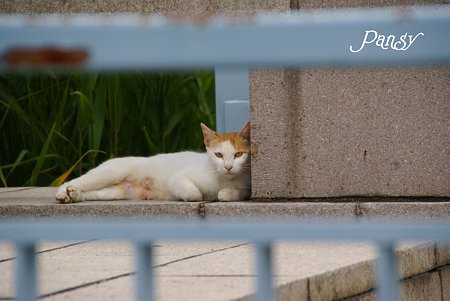 ここがお気に入りなの・・公園の猫さん・・