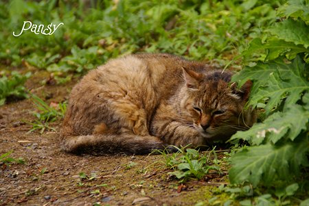 起しちゃったかな~ 三渓園の猫さん・・
