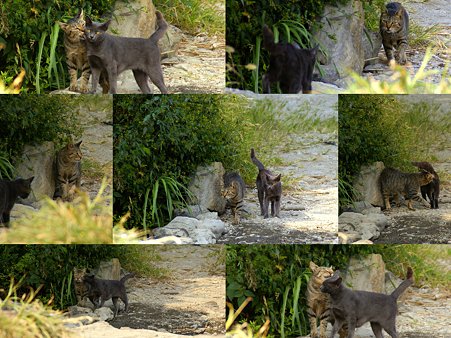 コラージュ☆ 三浦 毘沙門天の猫たち・・