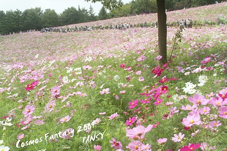 昭和記念公園 コスモスの丘・・3