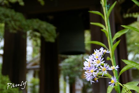 紫苑咲く寺院・・2
