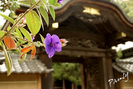 霜月の円覚寺・・17