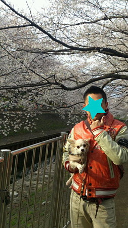 お父さんとお花見