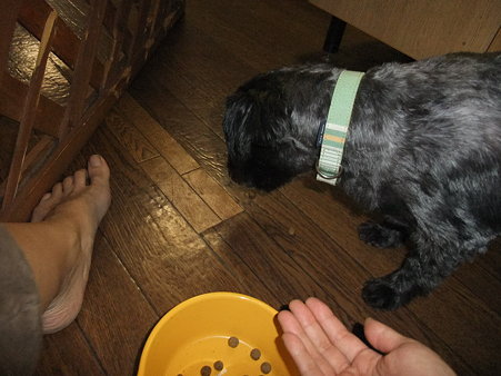 口に咥え運ぶ