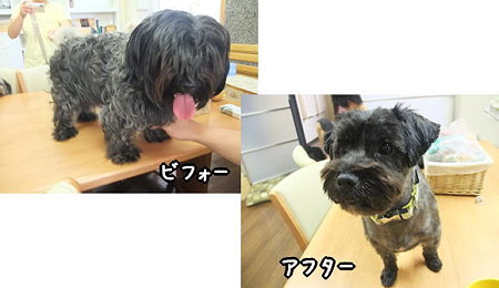 ビフォー&アフター