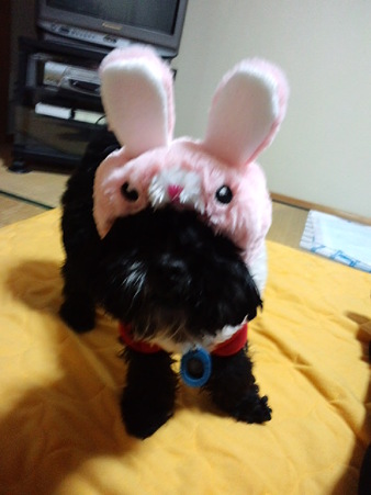 爽ちゃんうさぎ♪