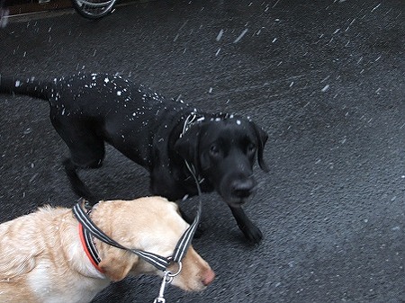 落ちてくる雪を追いかける犬達