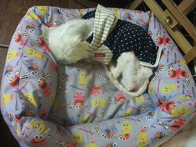 ずっと寝たまんま・・・