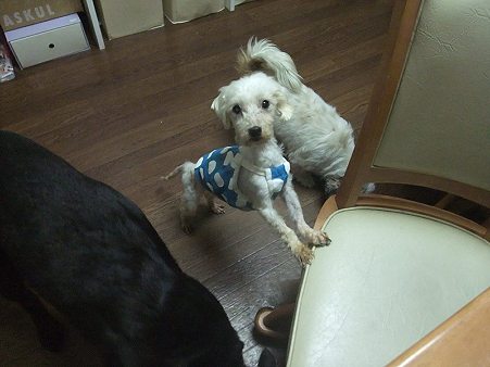 僕もくだしゃい。