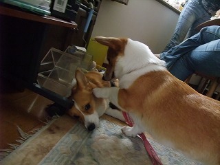 2009_0623朝から元気0054