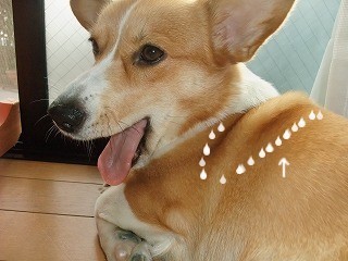 2009_1031頂き物0026
