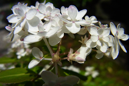 花笠110521-533