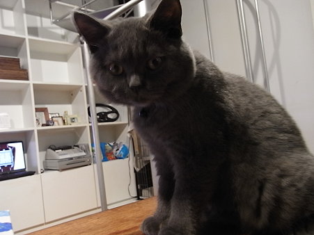 タッセルを狙うあんこ