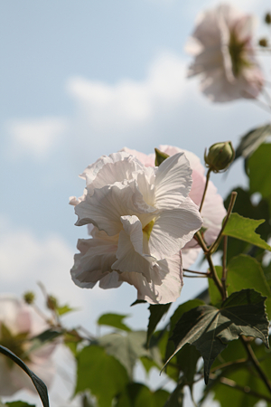 酔芙蓉