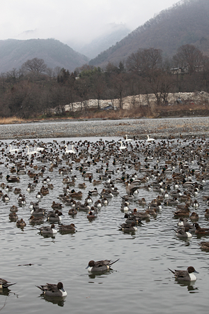 白鳥飛来地・犀川ダム湖 - 08