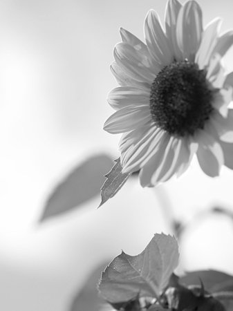 Sun flower