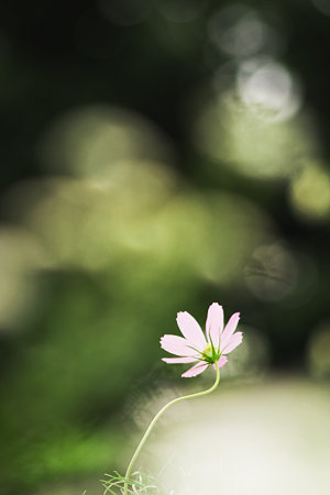 花の向く先