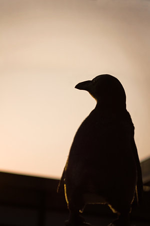 夕陽に向かうペンギン