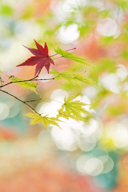光る森