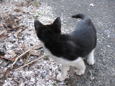 子猫5