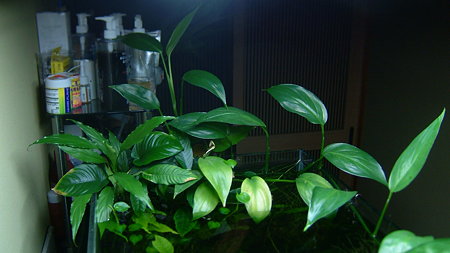DSCF4014