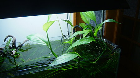 DSCF4022