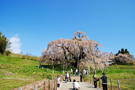 miharutakizakura4