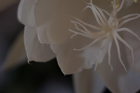 nex511052705