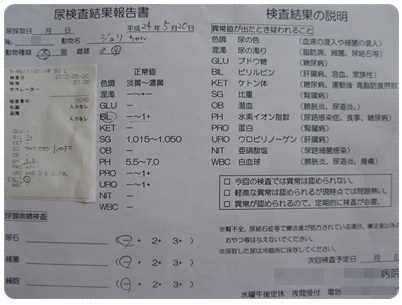20120520 おちっこ検査 結果