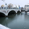 Photos: 浅野川大橋とユリカモメ