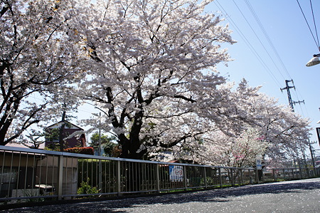 桜パラソル