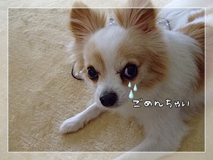 ごめんなさい