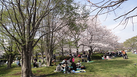 猿江恩賜公園 桜花も花見の宴も真っ盛り