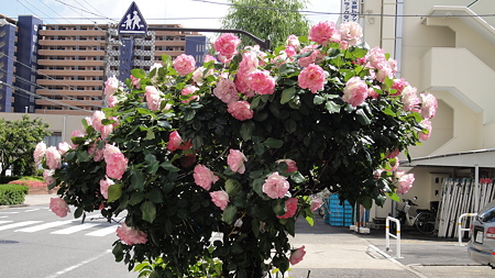 大きなブーケみたいな薔薇の木 南品川