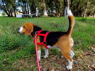 愛犬